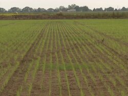 Shot of the rice field. Stock Footage