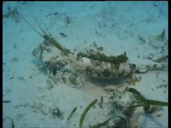 Male Fingered Dragonet moving across seabed, Mabul, Borneo, Malaysia Stock Footage