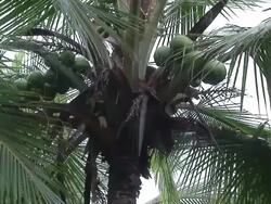 Rain in the palms Stock Footage