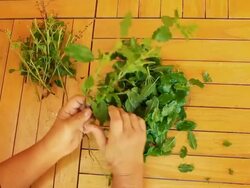 Picking basil high angle view Stock Footage