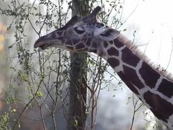 Giraffe enjoy fresh taste, slow motion Stock Footage