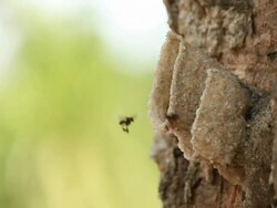 Insect Stock Footage