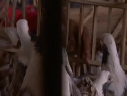 Pigeons (family Columbidae) through bars of cage, Cairo, Egypt (sound available) Stock Footage