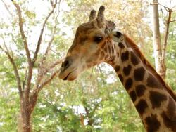 Giraffe. Stock Footage