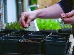 CU SLO MO Shot of hands planting seeds in containers in green house / Chatham, Michigan, United States Stock Footage