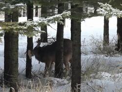 MS Ezo sika deer eating rind of tree at snow / Kushiro, Japan Stock Footage