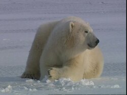 Polar bear (Ursus maritimus) lying on snow, near Churchill, Manitoba, Canada Stock Footage