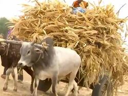 Cattle cart full of straw Stock Footage