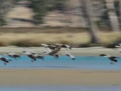 MS TS Large mob Cape Barren Geese (Cereopsis novaehollandiae) landing on sand bar at mouth of Sandspit River  / Sandspit Lagoon, Orford. Tasmania,  Australia Stock Footage