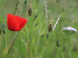 Poppy Stock Footage