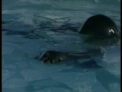 CU Weddell Seal, Leptonychotes weddellii, poking head out of water, Antarctica Stock Footage