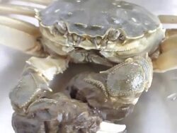 Crab Stock Footage