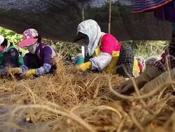  MS SLO MO Farmers arranging and throwing Ginseng at plantation / Geumsan, Chungcheongnamdo, South Korea Stock Footage