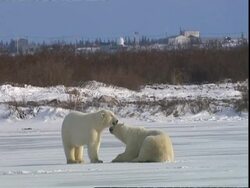 Polar bears (Ursus maritimus) play fighting, near Churchill, Manitoba, Canada Stock Footage