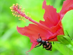 Beetle eating red flower Stock Footage