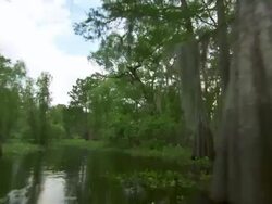MS POV Atchafalaya Basin swamp drifting through trees / Atchafalaya Basin, Louisiana, United States Stock Footage