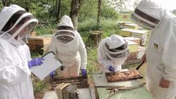 Super queens selectively bred to halt bee decline News Clip