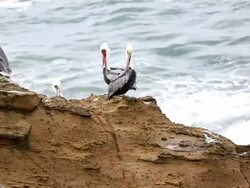 Pelicans Stock Footage