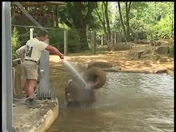 With temperatures in Belgium reaching a tropical 86 degrees on Thursday, one of Europe's oldest animal parks, the Antwerp Zoo is giving its animal residents cold showers, ice treats and frozen seafood News Clip