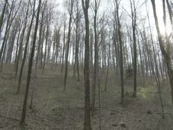 forest changing seasons from winter to fall Stock Footage