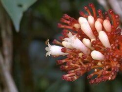 Flower of a rainforest understory shrub Stock Footage