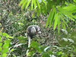 monkey eating Stock Footage