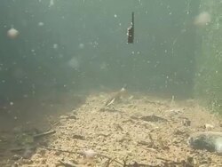 Mosquitos in the trough Stock Footage