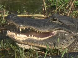 CU Alligator lying open mouth in grass near water / Everglades, Florida, USA  Stock Footage