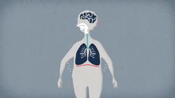 TED-Ed: How do the lungs work? - Emma Bryce Instructional Video