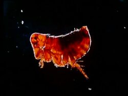 Rabbit flea, side view, black background Stock Footage