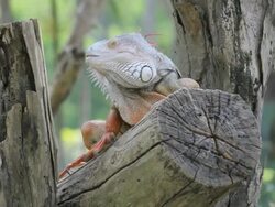 iguana reptile climb tree Stock Footage