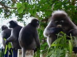 dusky leaf monkey Stock Footage