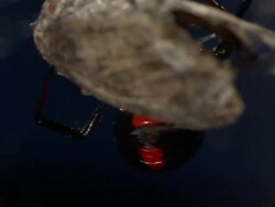 Extreme Close Up - Spider  Stock Footage