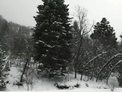 WS SLO MO PAN Snow falling on trees / Payson, Utah, USA Stock Footage