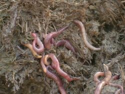 Compost Worms (Eisenia venata). Usually found in garden compost but can also occur in wet, decaying leaf litter, organic-rich soils and manure heaps. Stock Footage