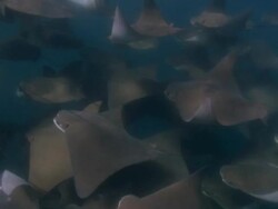 MS SLO MO Large pod of skate fish / Guanacaste, Costa Rica Stock Footage