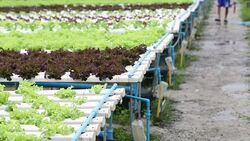 Hydroponics Vegetable Stock Footage