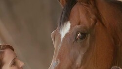 SLO MO Caretaker stroking bay horse on head and nose Stock Footage