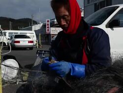 Japanese crab fisherman at work  Stock Footage