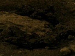 Close Up Slow Motion -  Frog hides, covered in dirt, just an eye showing / California USA Stock Footage