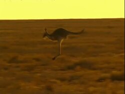 MS partially silhouetted Kangaroo hopping in Australian outback at sunset Stock Footage