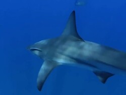 MS PAN Shot of Blacktip shark aggregation swimming in open water with remora / Aliwal Shoal, Kwa Zulu Natal, South Africa Stock Footage