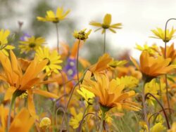 MS R/F Shot of Namaqualand daisies / Namaqualand, Northern Cape, South Africa Stock Footage