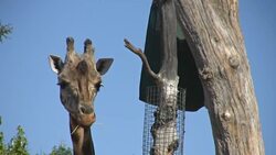 Giraffe eating Stock Footage