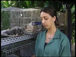 Sï¿½o Paulo's wildlife rehabilitation centre News Clip