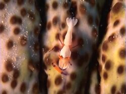 Emperor Shrimp on Seacucumber Stock Footage