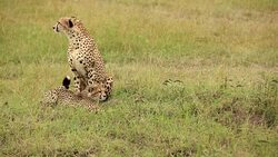 Cheetah and Cub Stock Footage