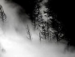 HD Flood Waves Destroying Forest Stock Footage