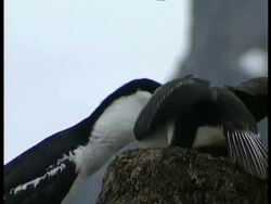 CU juvenile Imperial Shag, Phalacrocorax atriceps, being fed by adult, Antarctica Stock Footage