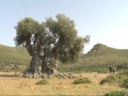 ancient olive tree Stock Footage